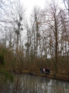 Forêt de peupliers, souvent parasités par le gui.